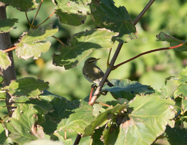 Greenish Warbler - Saltburn, Cleveland