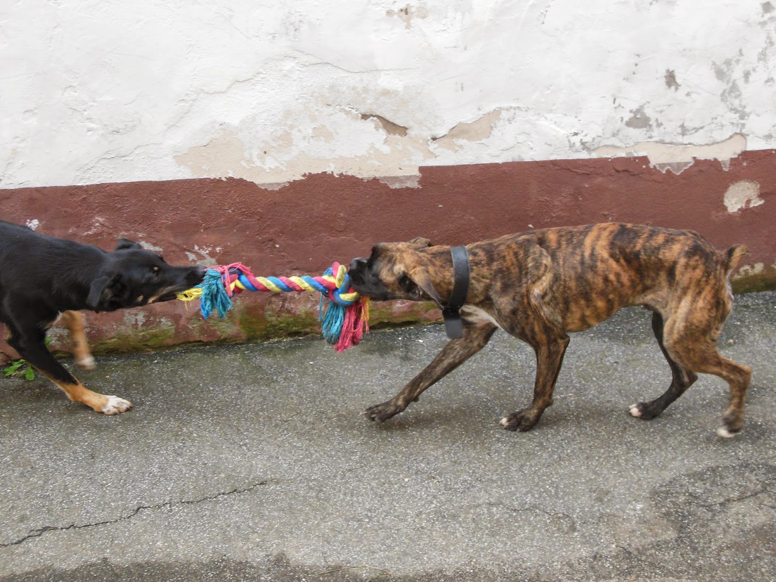 pflegestelle_hund — Der Hundeblog