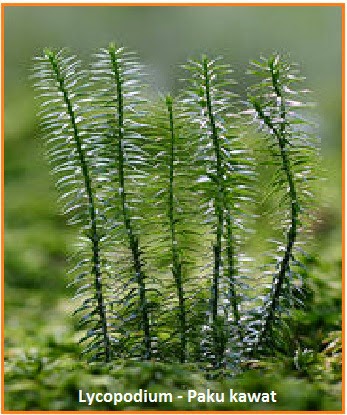 contoh tumbuhan paku Lycopodium sp. (paku kawat)