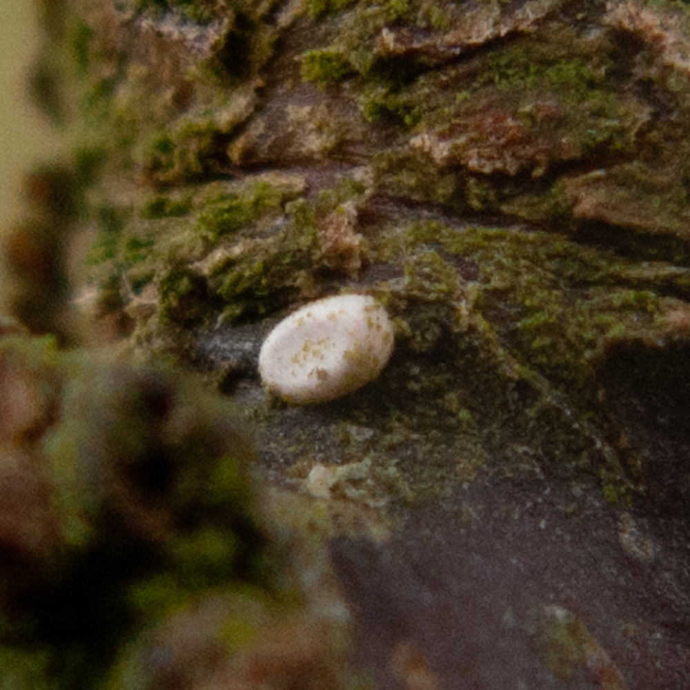 Postcards from Sussex A drinker, eggs and a gall