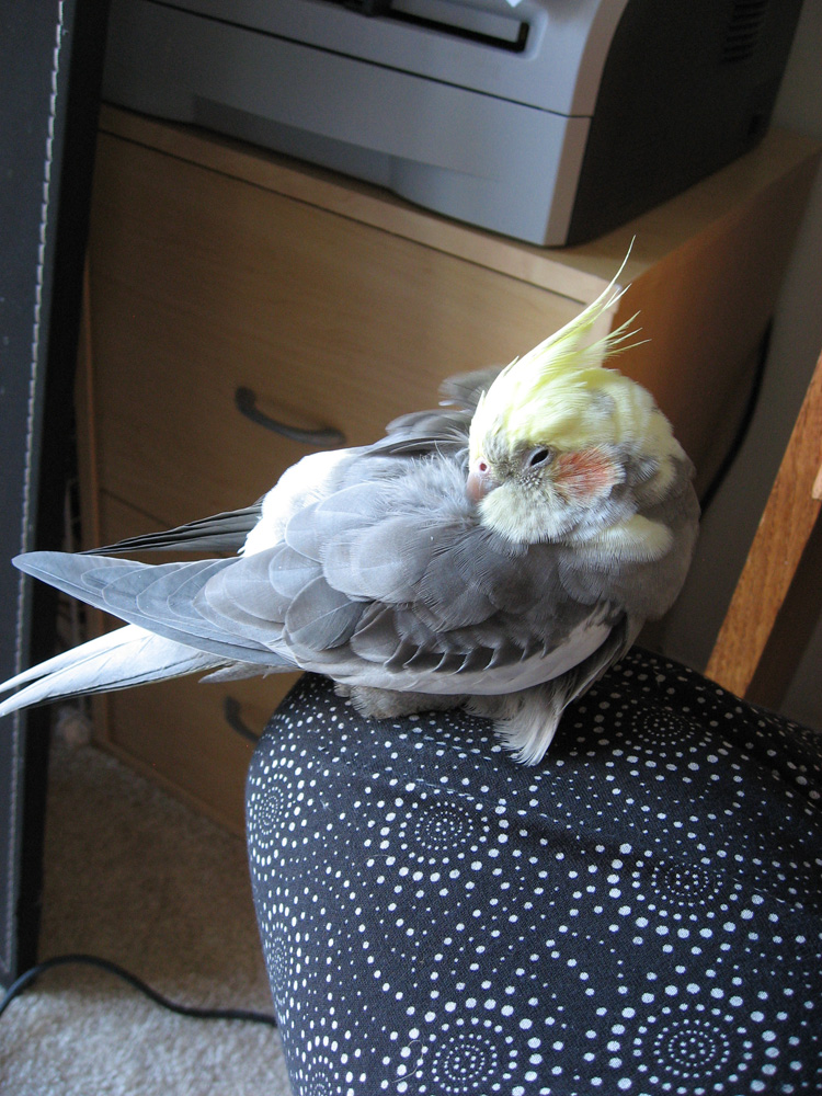 The Cockatiel Blog Sleeping birds