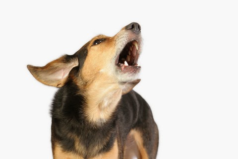 Kluifjes: Hond Laten Stoppen Met Blaffen