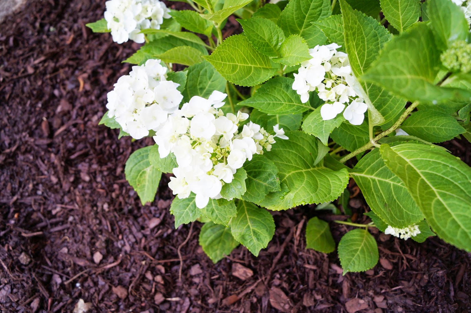 Roberta S 1 Piece Endless Summer Summer Crush Hydrangea Qvc Com