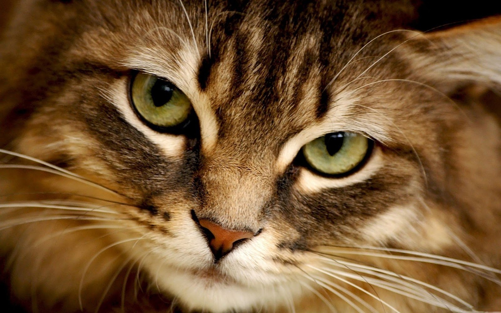 HD Wallpapers and Backgrounds of animals and pets: Foxes, Horses, Tiger, Dogs, Cats, Squirrels, Rabits and Others
