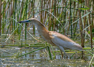 Squacco Heron