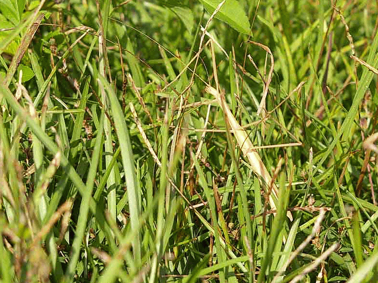 stick bug in grass, GIF