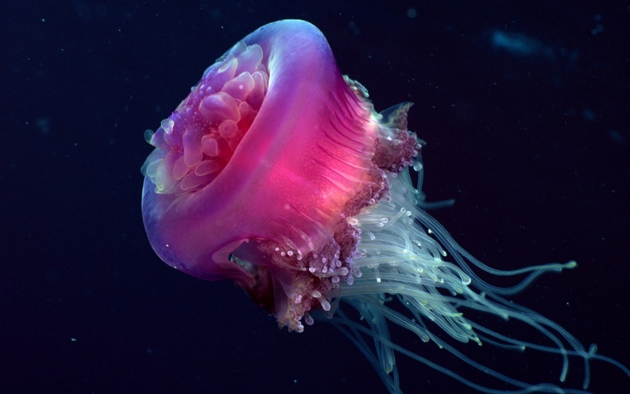 Jellyfish Wallpapers | Animals Library