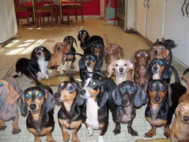 The Long and Short of it All A Dachshund Dog News