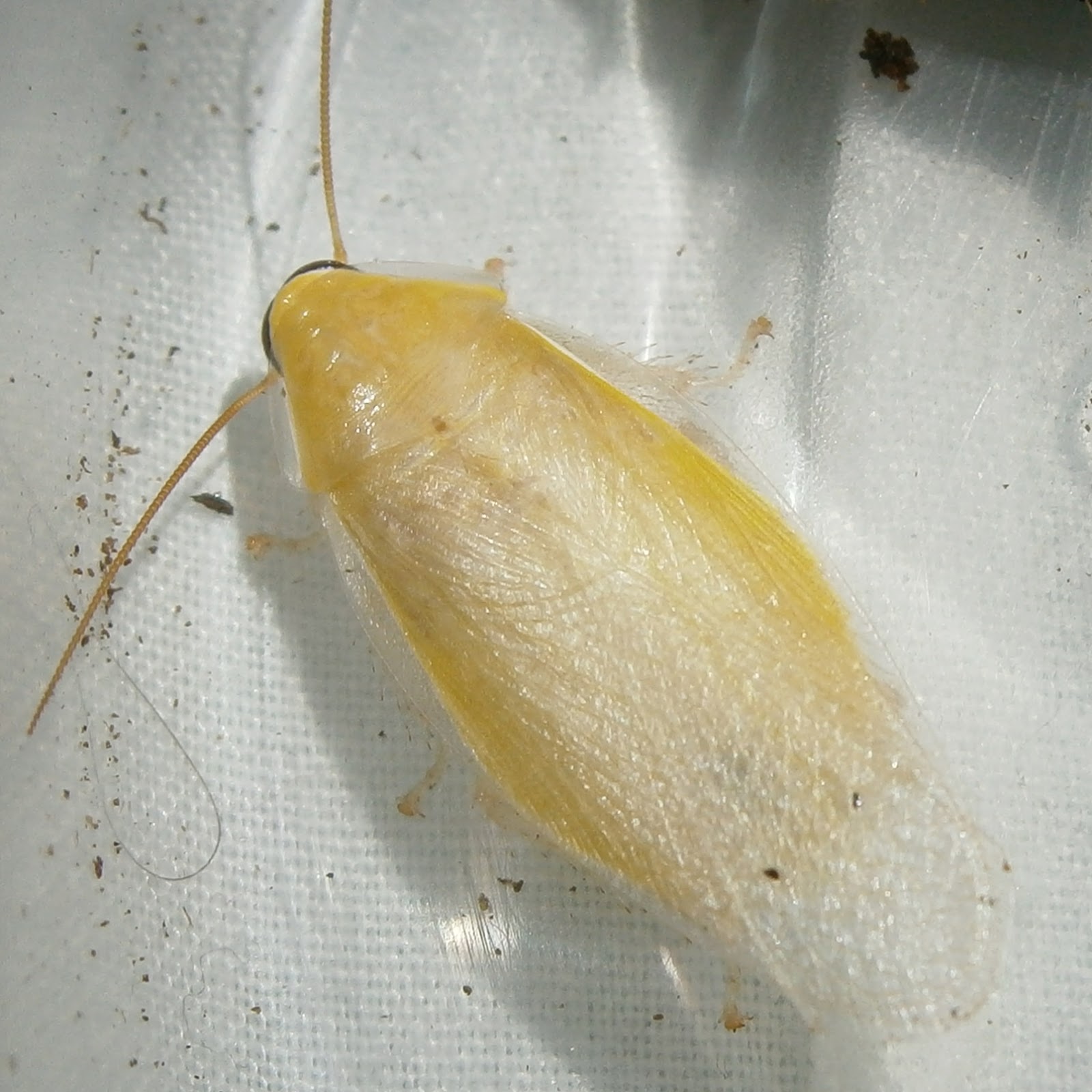 Panchlora sp. 