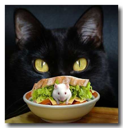 http://2.bp.blogspot.com/-up5Ix3uU8As/Tl1MoBmOPJI/AAAAAAAAEac/pmVIaOLizCg/s1600/BlackCatMouseInFoodW+copy.jpg