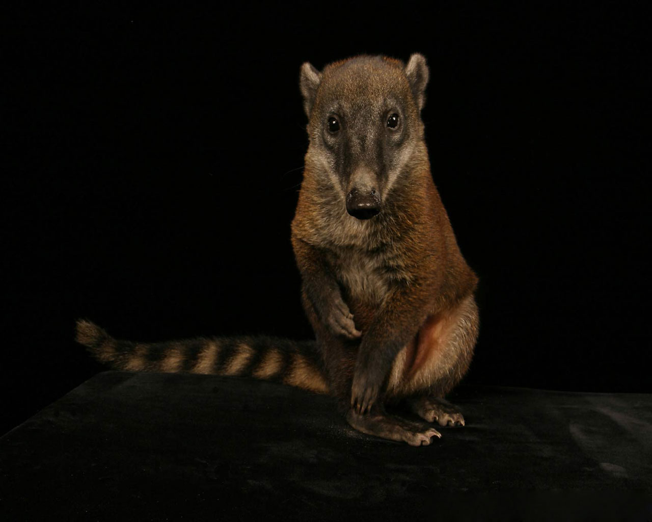 Best Jungle Life: Coatis Animal & Coatis Pics And Coatis Wallpapers