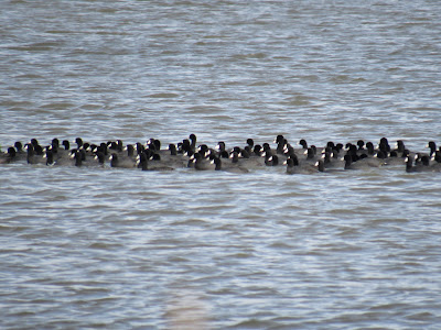 Sacramento National Wildlife Refuge