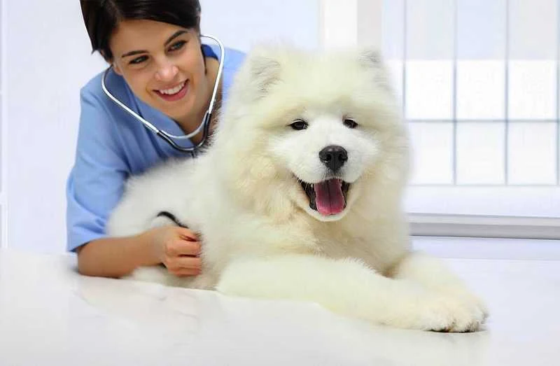 Side Effects of Dog Vaccines