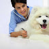 Side Effects of Dog Vaccines