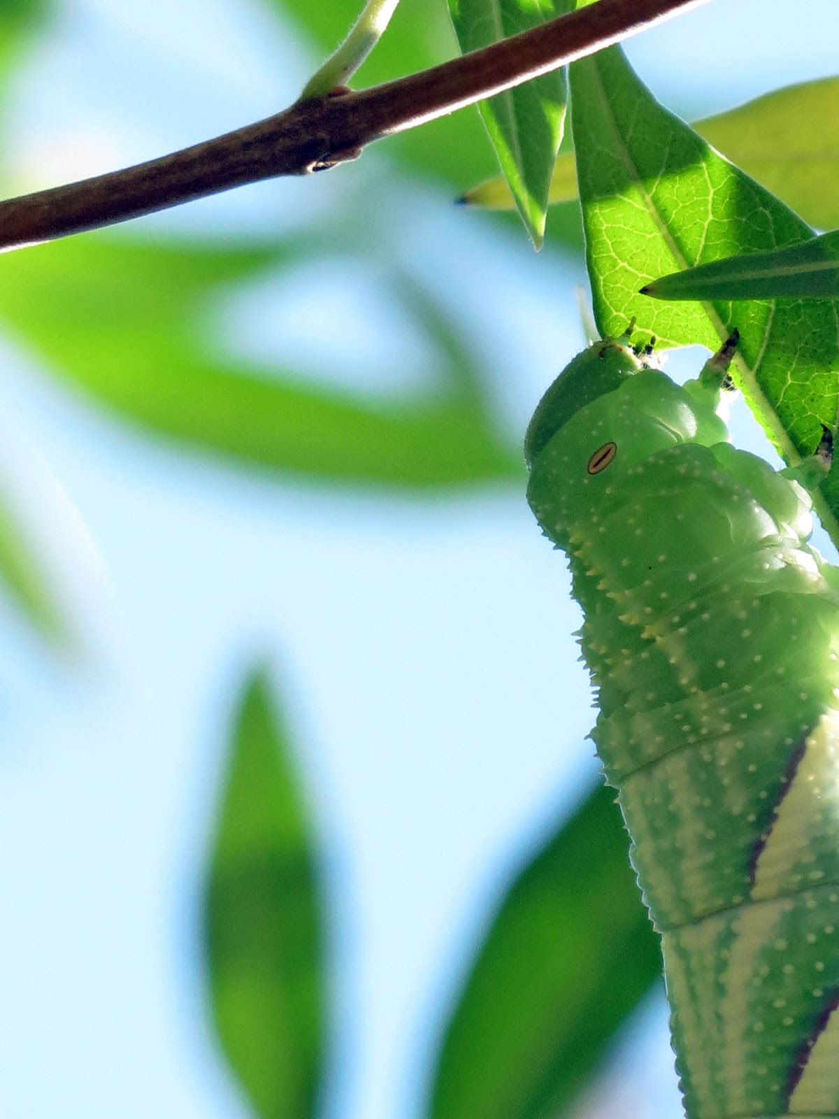 feeding-hornworms-to-bearded-dragon-4.jpg feeding-hornworms-to-bearded-dragon-4.jpg