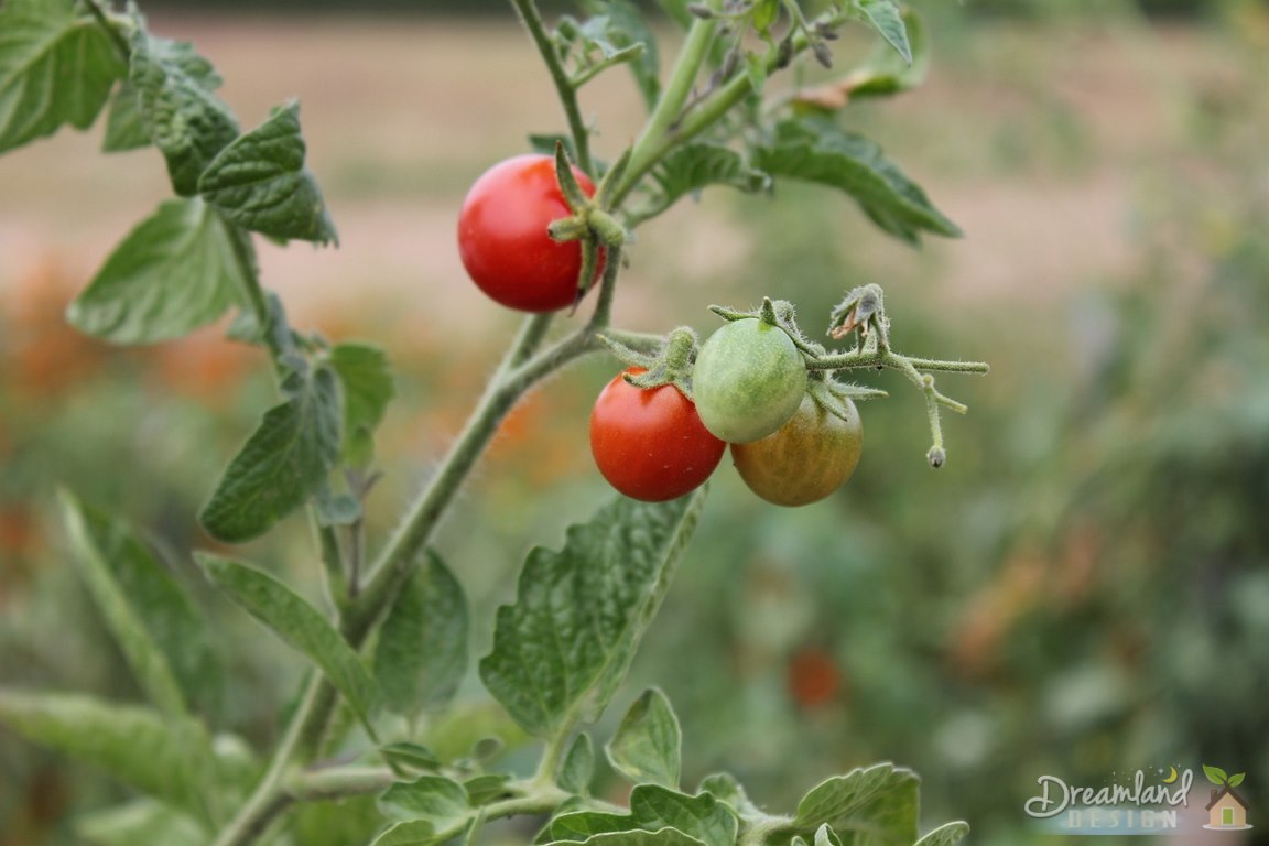 Growing Tomatoes What is the Best Tomato Plant Spacing