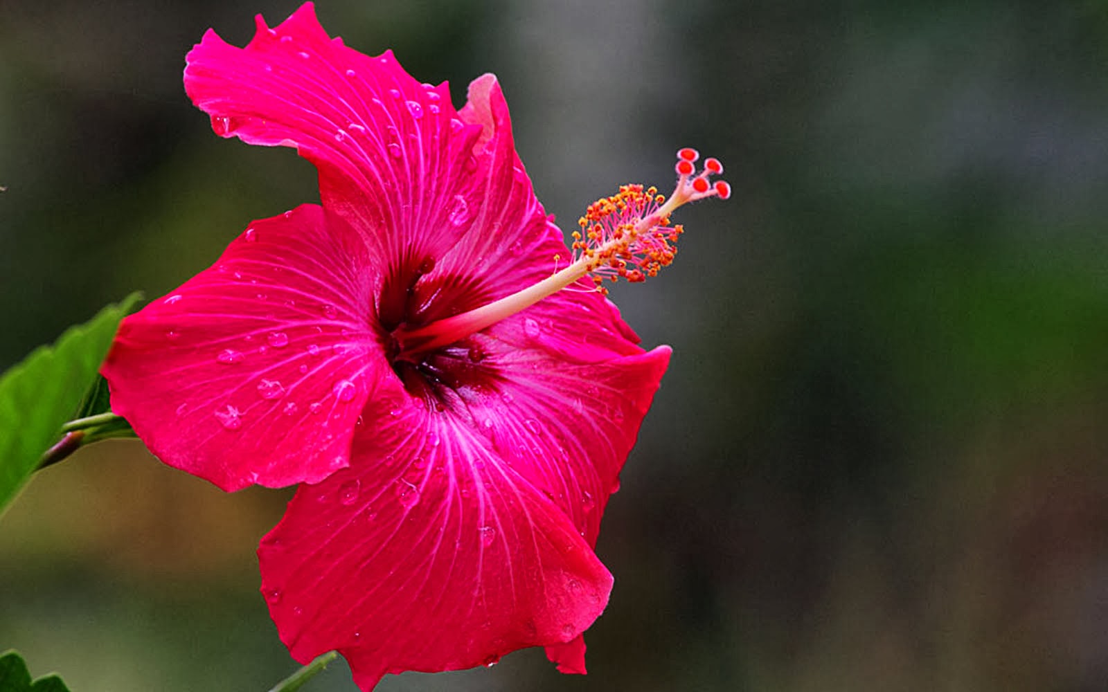 wallpapers: Pink Hibiscus Flower Wallpapers