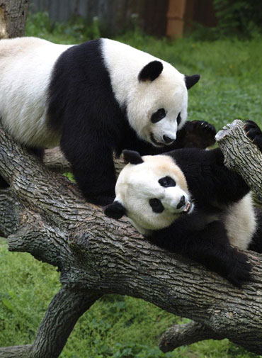 Ae3sar pal: Giant Pandas Mei Xiang and Tian Tian