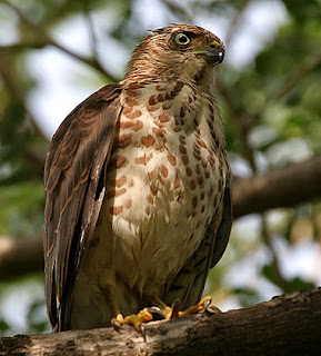 Şeritli küçük çakır kuşu Accipiter badius Haydarabad