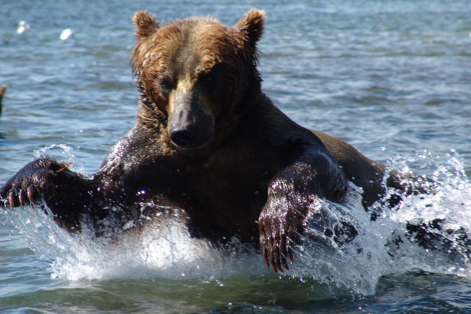 Медведь плавает скорость. Бурый медведь Сахалин. Медведь купается в море. Медведь плавает. Медведь плавает в море.