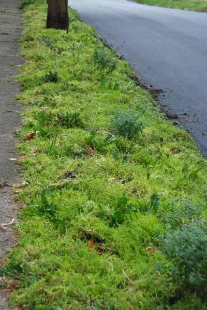 The curb strip on the other side is filling out quite nicely with its turf replacement plant, Sedum 'Acre'. It still needs to be weeded a bit more, but it was even more full of dandelions when it was just patchy turf. The grey mounds are the catmint, Nepeta 'Walker's Low'. 