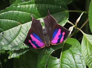 Fountainea nessus, Superb Leafwing