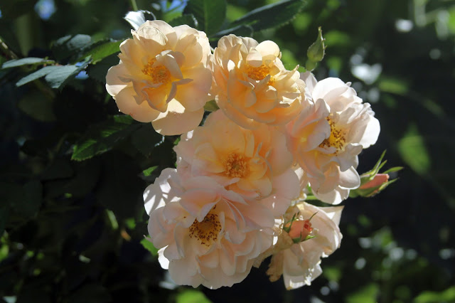 roses, Above and Beyond Rose, Anne Butera, My Giant Strawberry