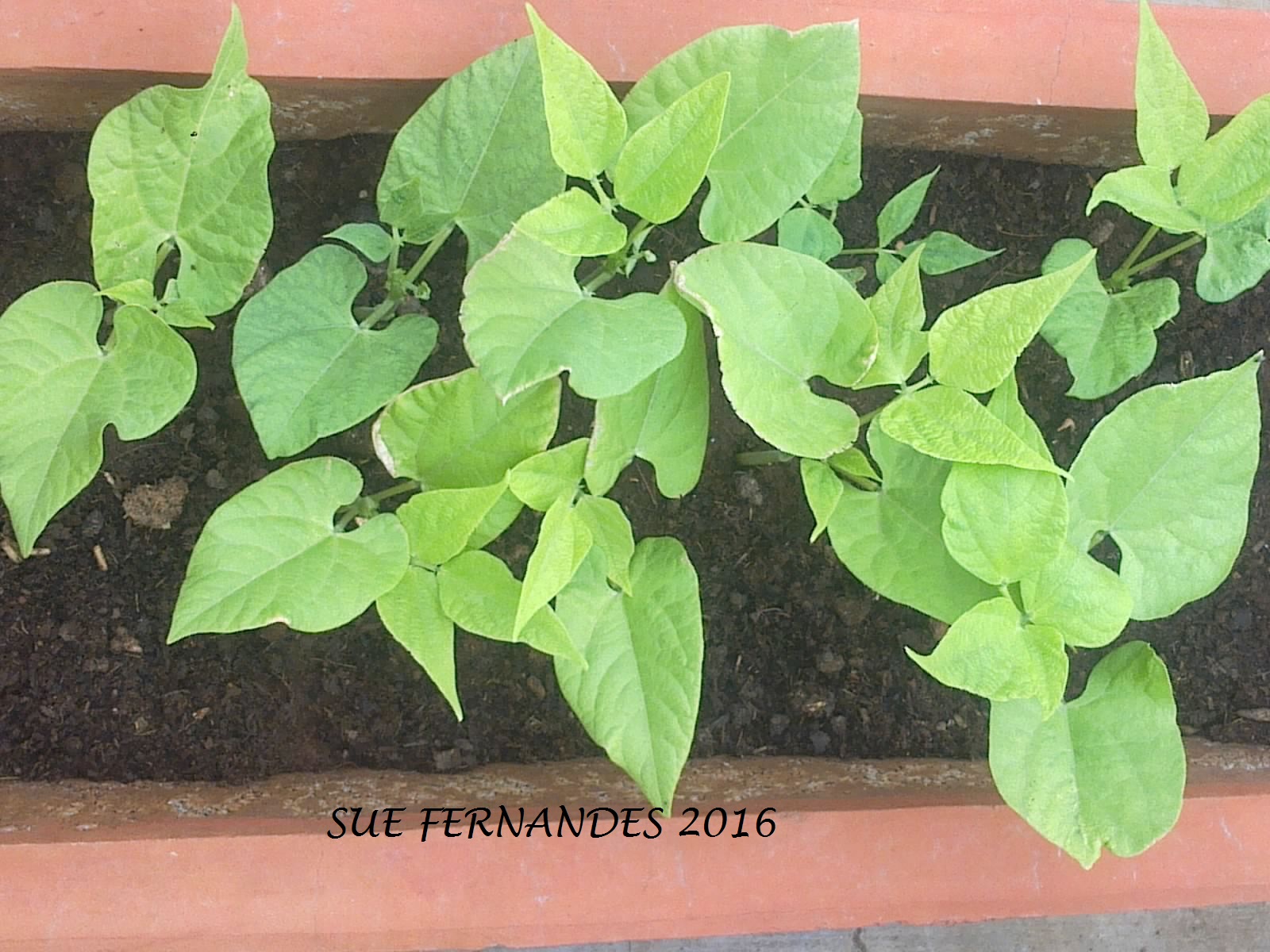 Plants Growing In My Potted Garden. How To Grow Green Bush Beans/Dwarf