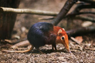 Golden Rumped Elephant Shrew Binatang Atau Hewan Langka Di Dunia Yang Terancam Punah