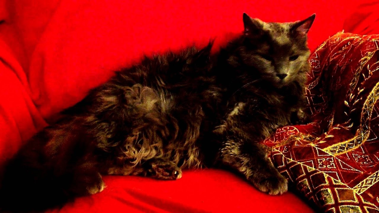 Heart Murmur Cats Cat Choices