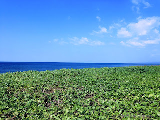 Rural Beach View With Ipomoea Pes Caprae Beach Plants At Seririt Village, North Bali, Indonesia