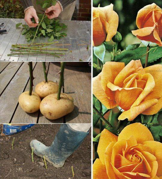 How to Growing Roses Using Potatoes 101 Gardening