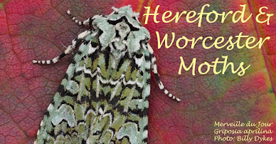 Hereford and Worcester Moths
