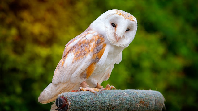 Facts-About-Owl