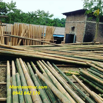 Cây tre trúc tại hcm