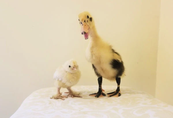 Can I Raise or Brood Chicks and Ducklings Together? - Fresh Eggs Daily®  with Lisa Steele