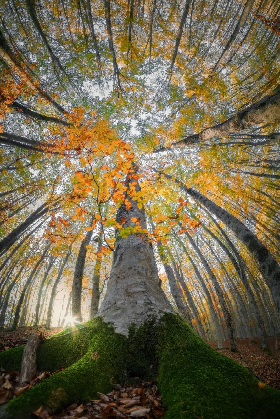 Photographer Captures the Stunning Beauty Of Looking Up At Trees In The Middle Of A Forest