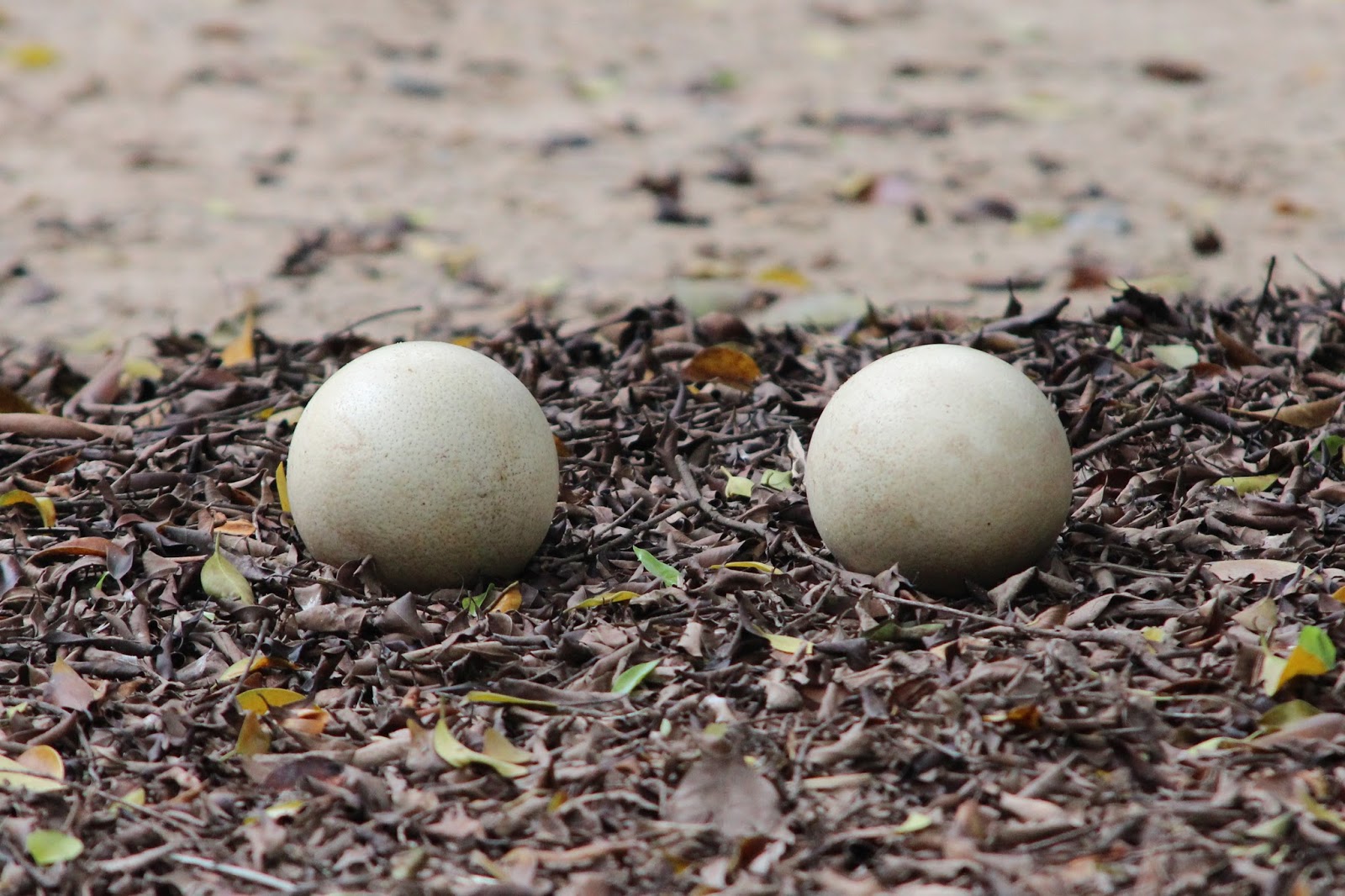 Koala Zone Chimelong Safari Park, Panyu District
