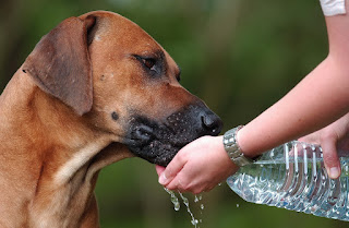 Como um cão bebe água