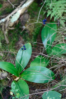 Two plants on the forest floor, with broad oval leaves growing from the base and a thin stem topped with dark blue berries.