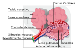 alveolos