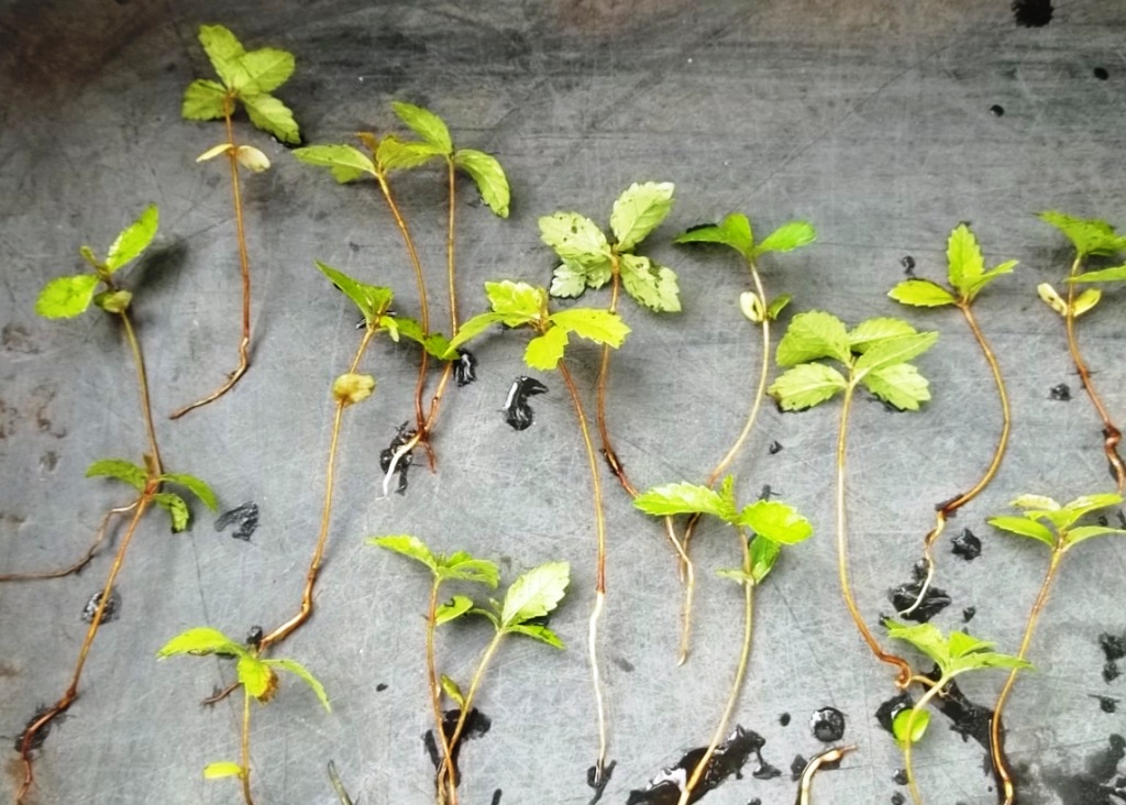 Bonsai Beginnings Chinese Elm tough, durable,