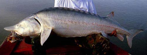 STURGEON+BELUGA+%28Huso+huso+world+record+biggest+fish+in+the+world+ever+caught+big+huge+fishes+records+largest+monster+fishing++giant+size+images+pictures+freshwater+river+ocean+sea+saltwater+IGFA+lb+pound+2.jpg