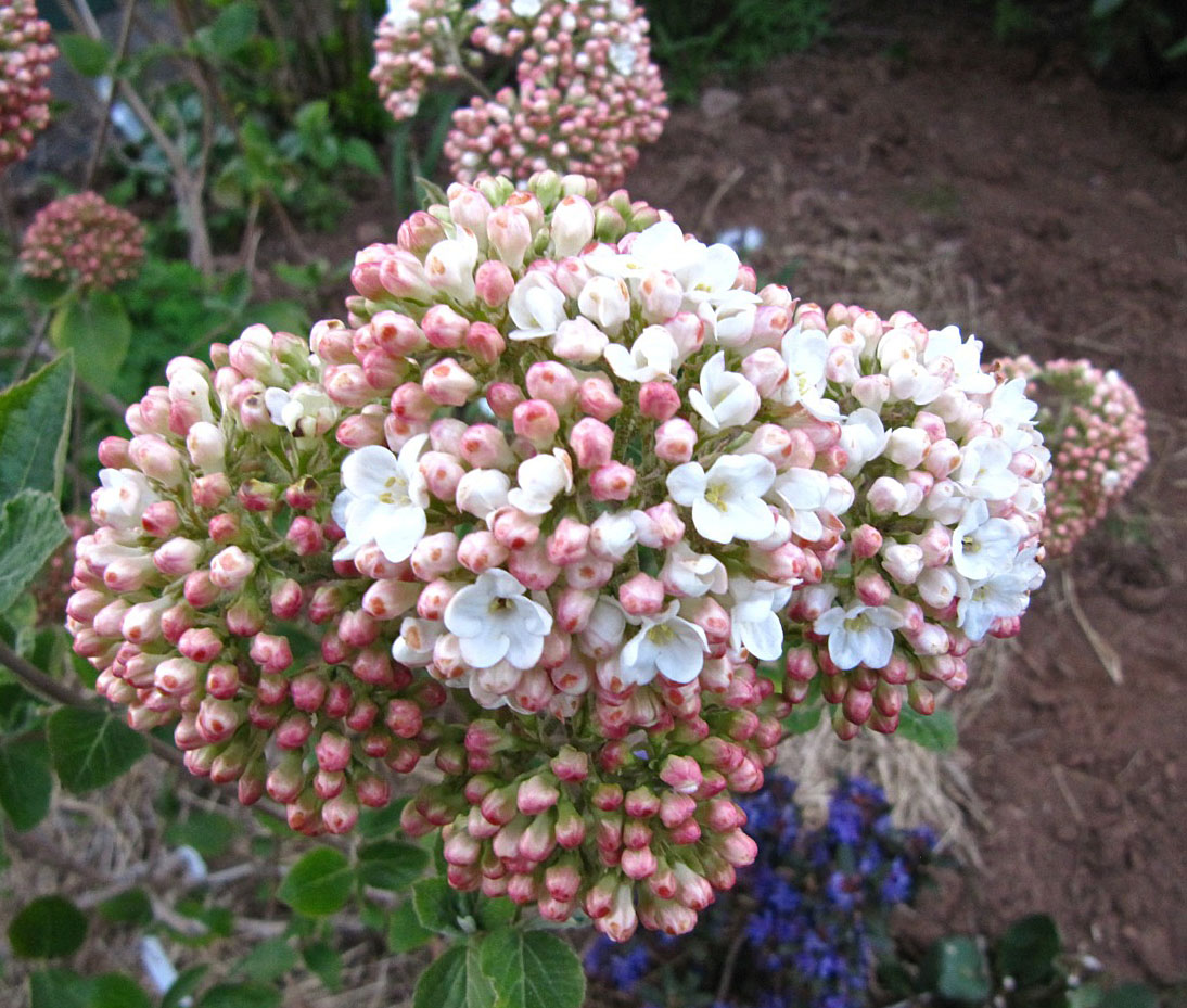 Baldwin Nurseries Perennials, shrubs, trees for Nova Scotia Gardeners