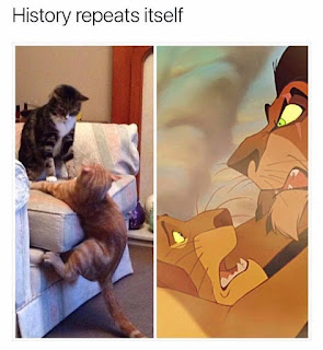 lion king cat falling off sofa funny