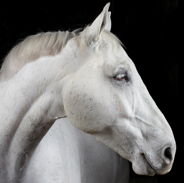 Красивые фотографии лошадей. Питер Сэмюэлс