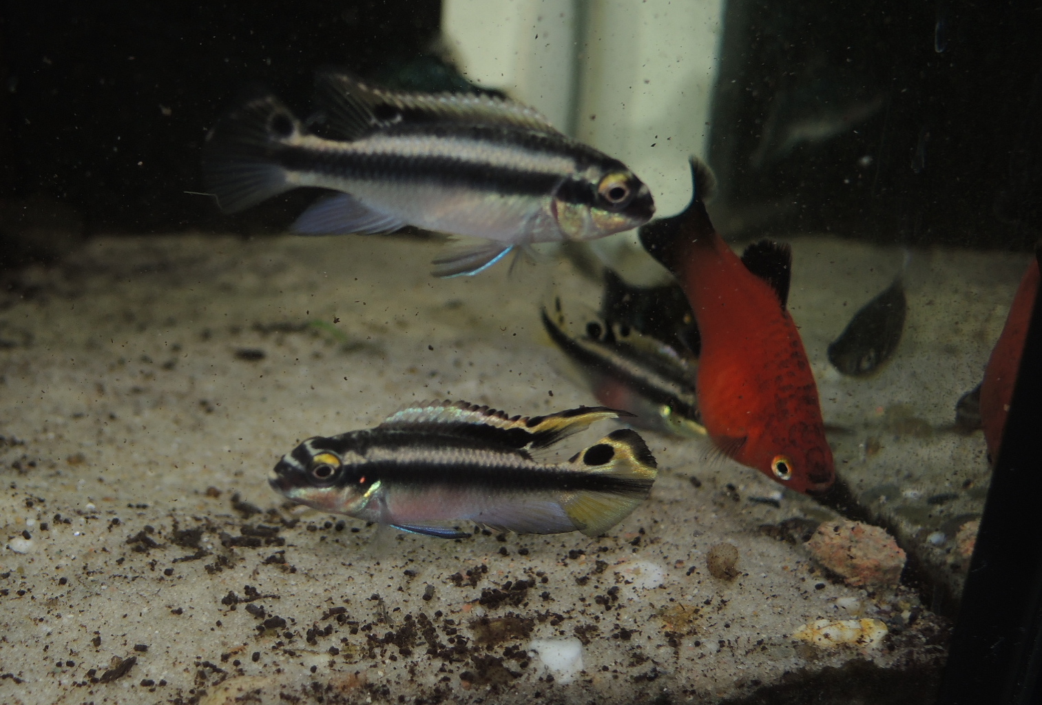 WaterWorld Pelvicachromis Pulcher Next generation