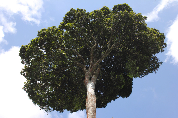 Siempre Verde Venezuela Arbor Day y Día del Árbol en Venezuela