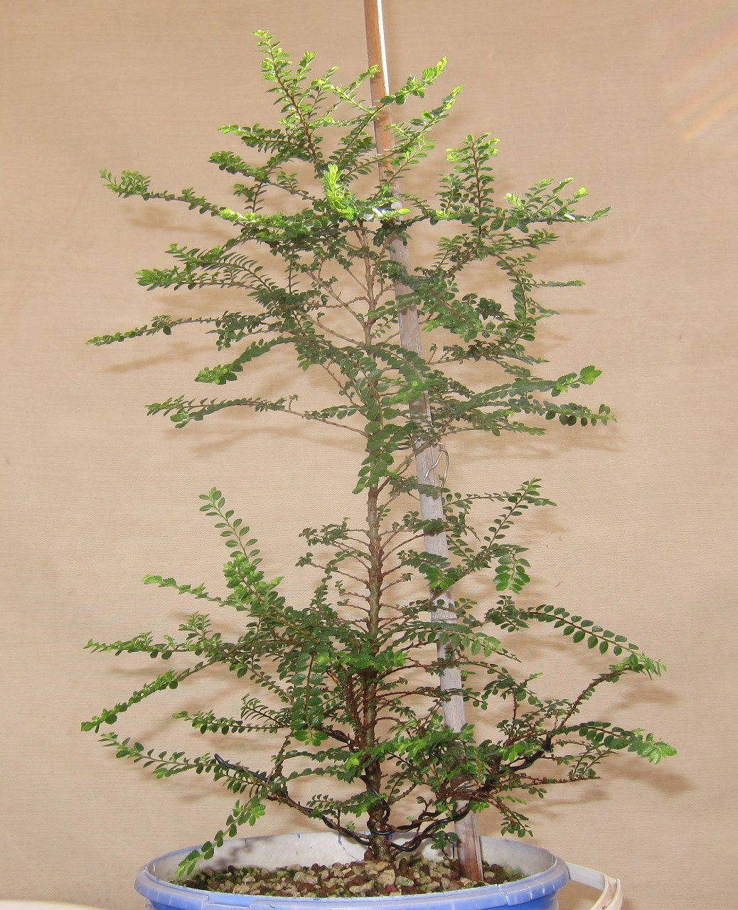 Evolucion de ulmus parvifolia var seiju. Seiju3
