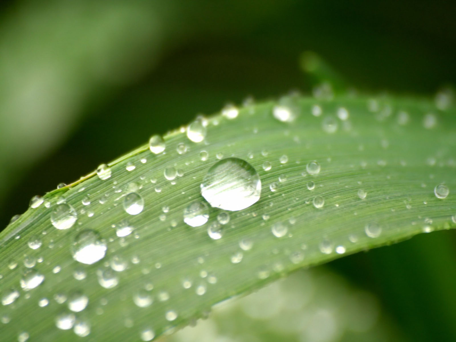 Free Nature Scenery Images Free Nature Scenery Images